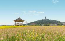 陈抟故里・崇龛花海景区22