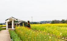 陈抟故里・崇龛花海景区5