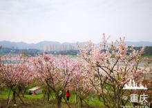 金海湾滨江公园10