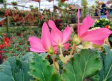 大木花谷5