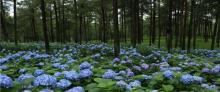 大木花谷12