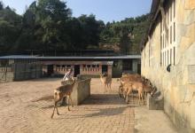 常青国际羊鹿山景区5