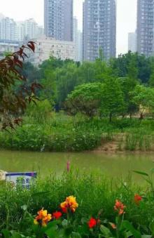 大渡口公园29