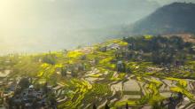 凤凰花果山6