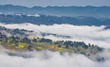 凤凰花果山8