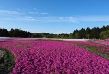 凤凰花果山1