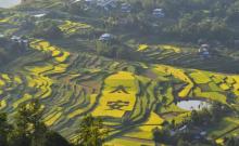 凤凰花果山7