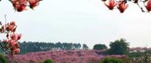 炫彩万木源乡村旅游景区27