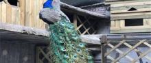 重庆鳄鱼养殖中心6