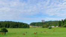 仙女山树顶漫步露营基地5