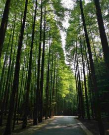 山王坪喀斯特国家生态公园30