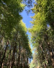 山王坪喀斯特国家生态公园16