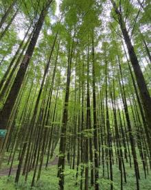 山王坪喀斯特国家生态公园19