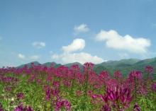 红池坝高山草场12