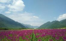 红池坝高山草场11