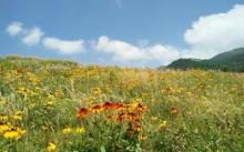 红池坝高山草场8
