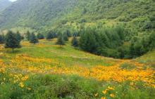 红池坝高山草场15