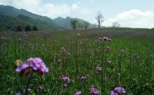 红池坝高山草场10