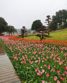 国际慢城太寺垭森林公园25