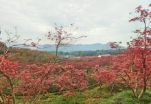 南湖多彩植物园25