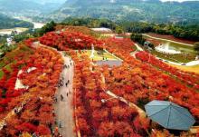南湖多彩植物园17