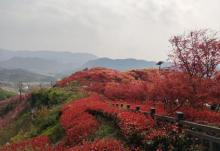 南湖多彩植物园21