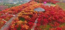 南湖多彩植物园4
