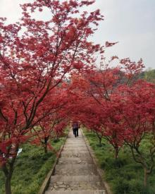 南湖多彩植物园22