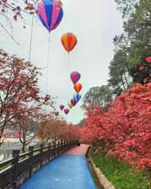 南湖多彩植物园27