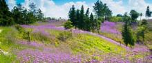 重庆千野草场景区3