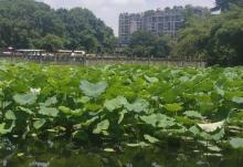 碧津公园17