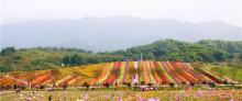 铜梁奇彩梦园6