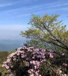 金佛山北坡景区11