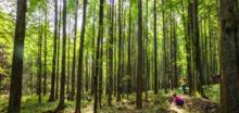武陵山国家森林公园9
