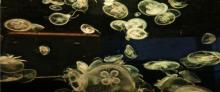 绿色星球动物主题公园15