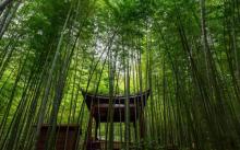 茶山竹海5