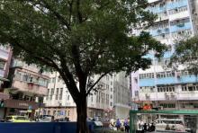 咸美顿街休憩花园3