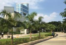 夏悫花园11