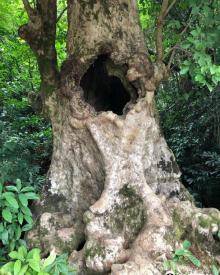 Fung Shi Woodlands (lai Chi Wo)2
