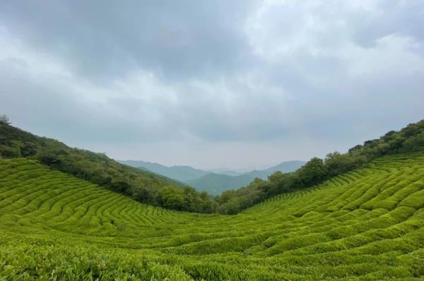 十里茶香茶场