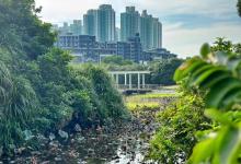 香港湿地公园芦苇过滤床2