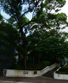 荃景围网球场4