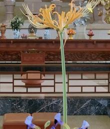 妙法寺6