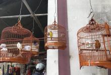 园圃街雀鸟花园5