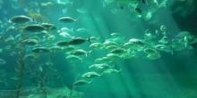 浪涛水族馆2