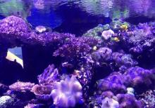海洋奇观3