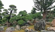 南莲园池11