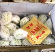 Jin Pu Pear Farm1