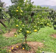 Jin Pu Pear Farm2
