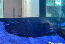 King Car Biotechnology Aquaculture Science Center6